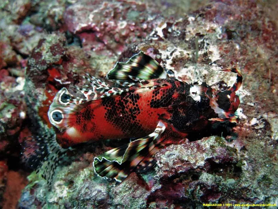 Photo diving Madagascar