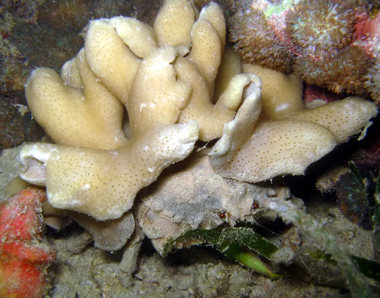 Crab carrying a sponge