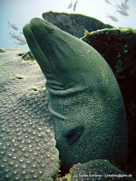 The Tortuga one-eyed giant moray