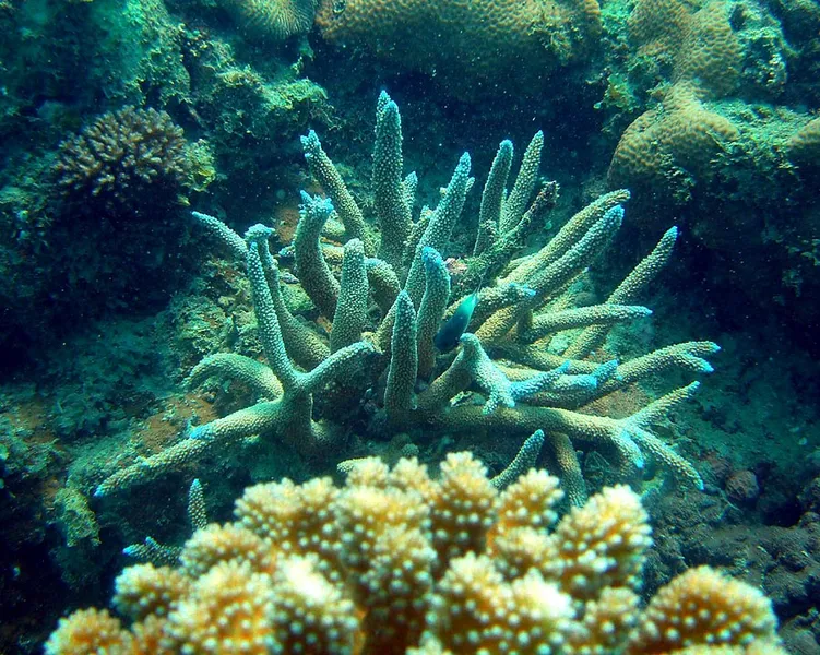 Acropora branching coral