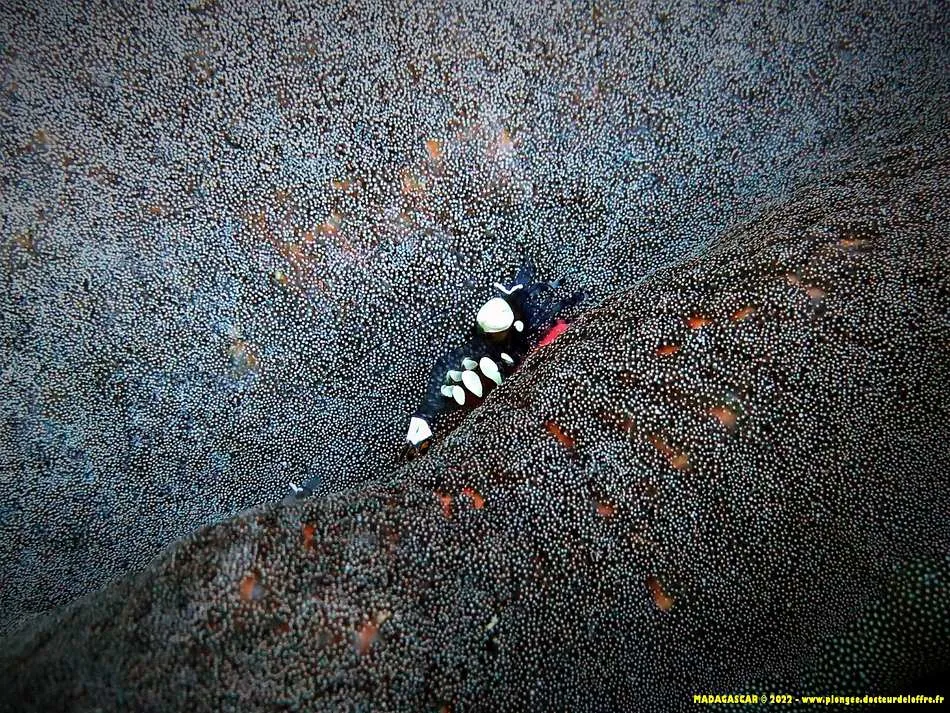 Photo diving Madagascar