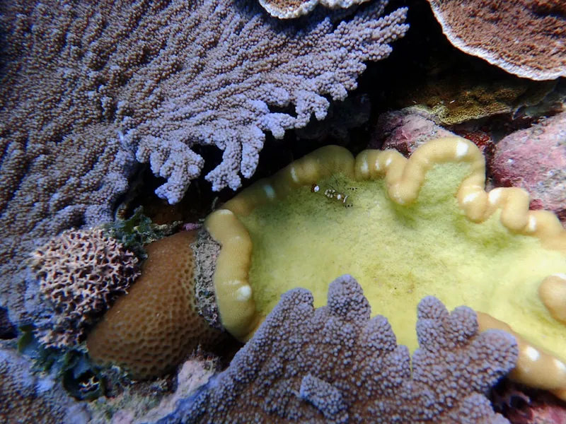 Anémone jaune, acropore mauve et crevette queue de paon