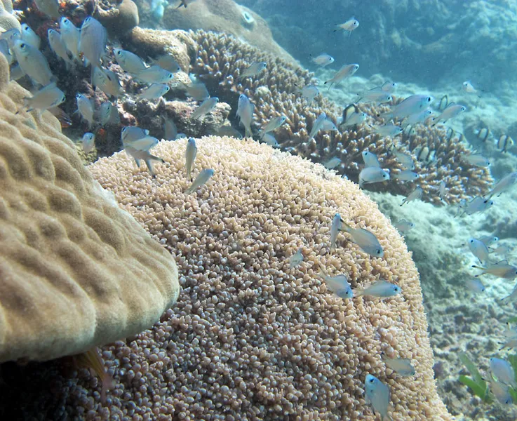 Chromis écailleux et corail bulle