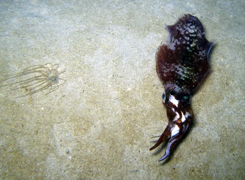  Cerianthus, squid eating a fish