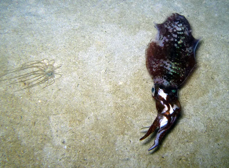 Cériante, calamar mangeant un poisson