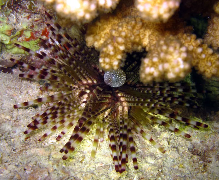 Oursin à double piquants à moitié caché par le corail