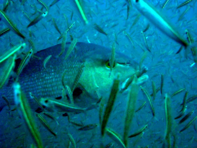 Un vivaneau chien rouge au milieu de petits poissons