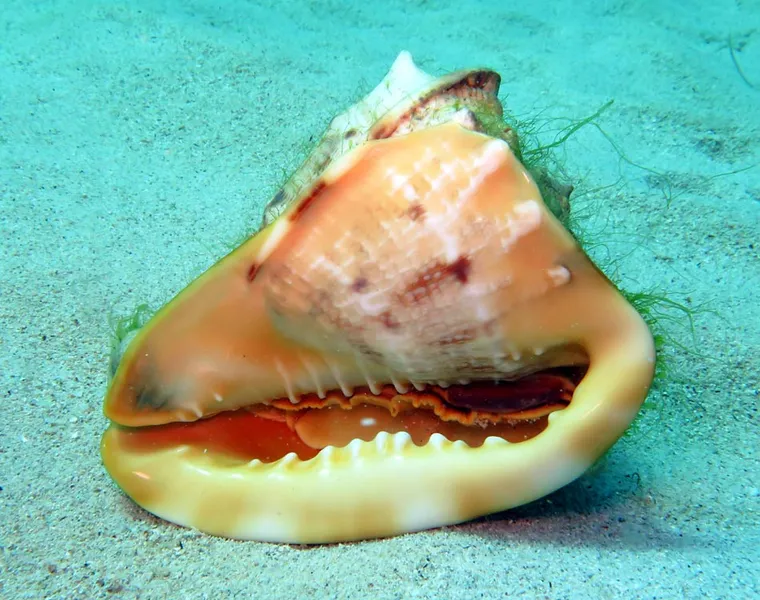  On the sand of coral garden