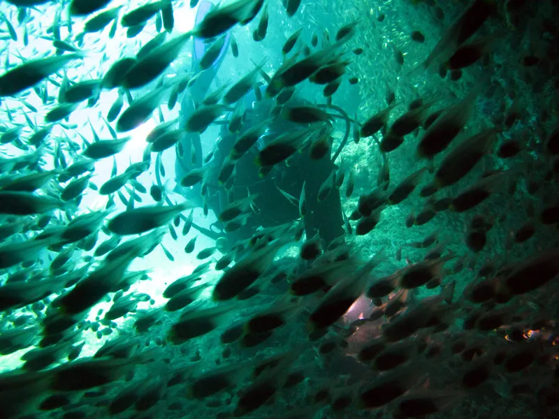 Un plongeur derrière un rideau de glassfish