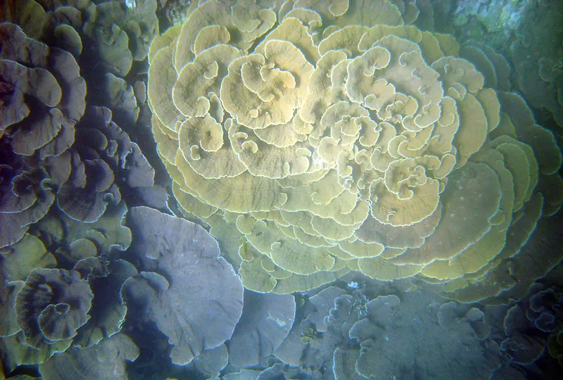 Roses garden montipora