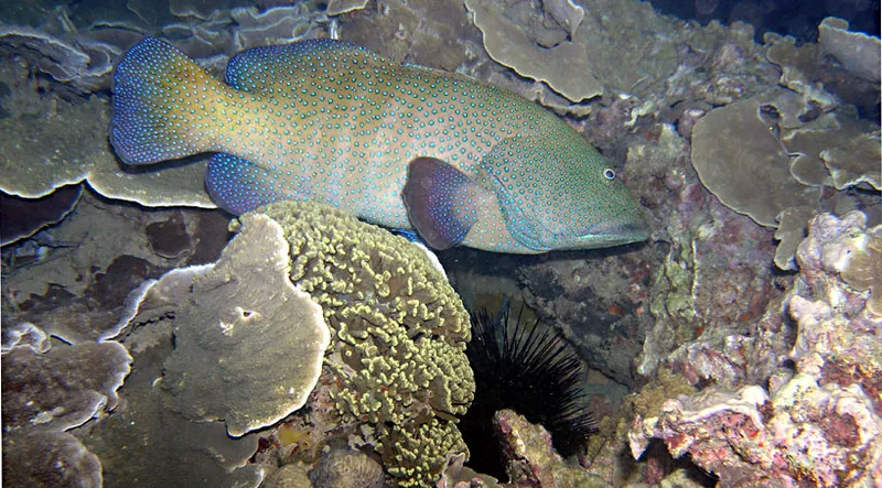 Peacok grouper, green porites, dull montipores, sea urchin