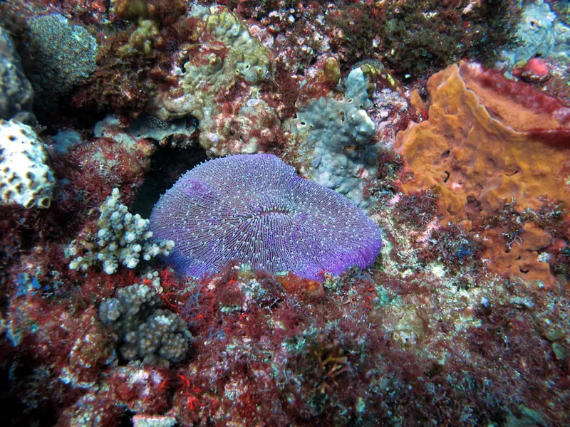 Corail champignon en son écrin de coraux