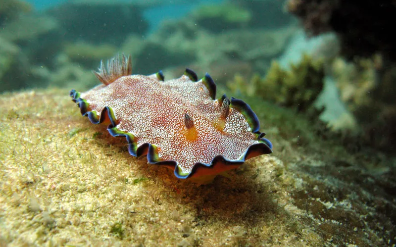 Ou Goniobranchus albopunctatus