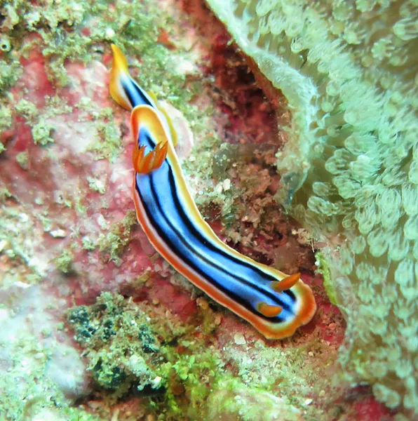 Colorful sea slug