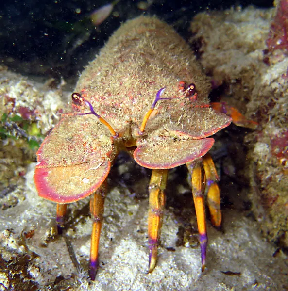 Slipper lobster going out at night