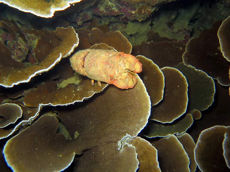 Photo diving Madagascar