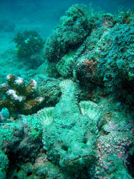 Two scorpionfish integrating the rock