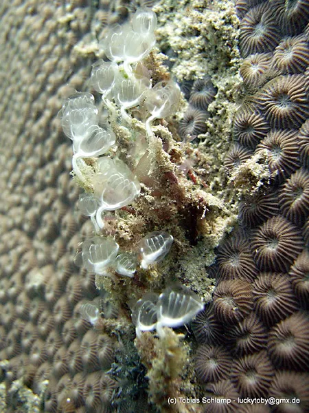 Photo diving Madagascar