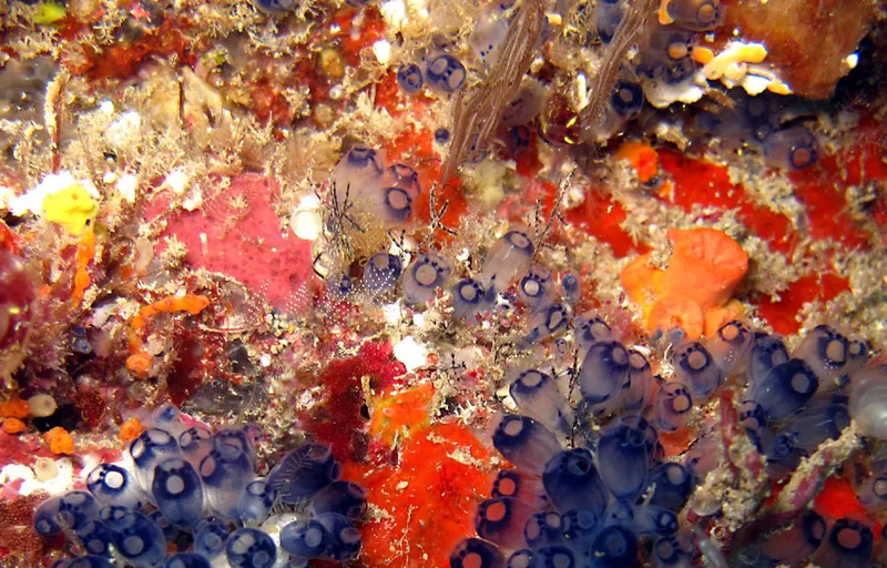 Bluebell tunicates on coral background