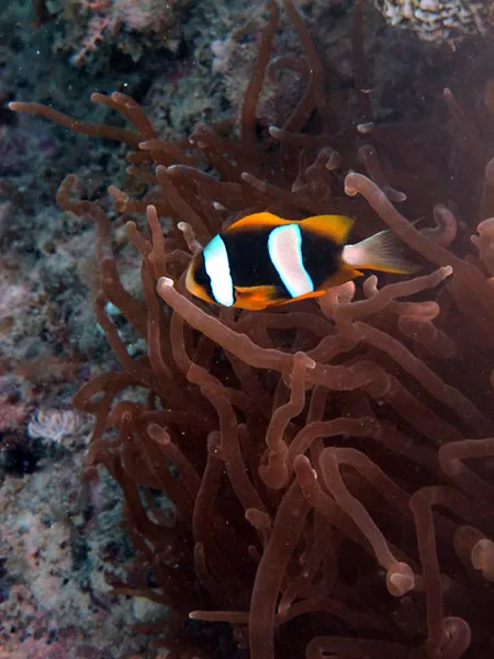 Poisson clown de Madagascar dans son anémone protectrice