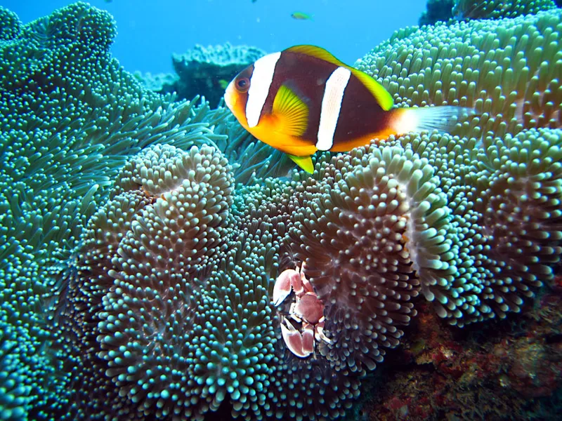 Poisson clown, crabe et anémone de mer