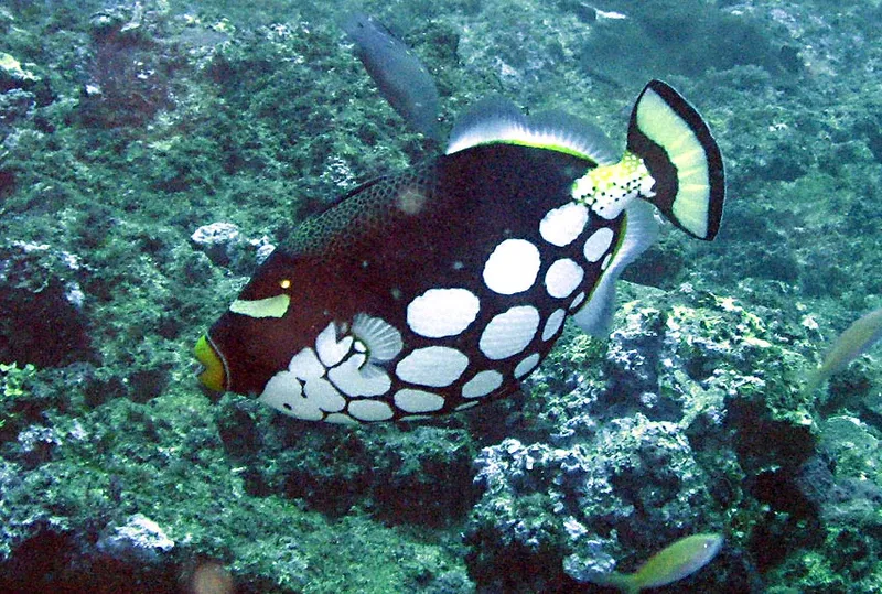  Clown triggerfish, profile viex
