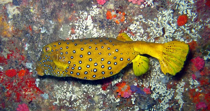 Adult trunkfish (small bulge above upper lip)