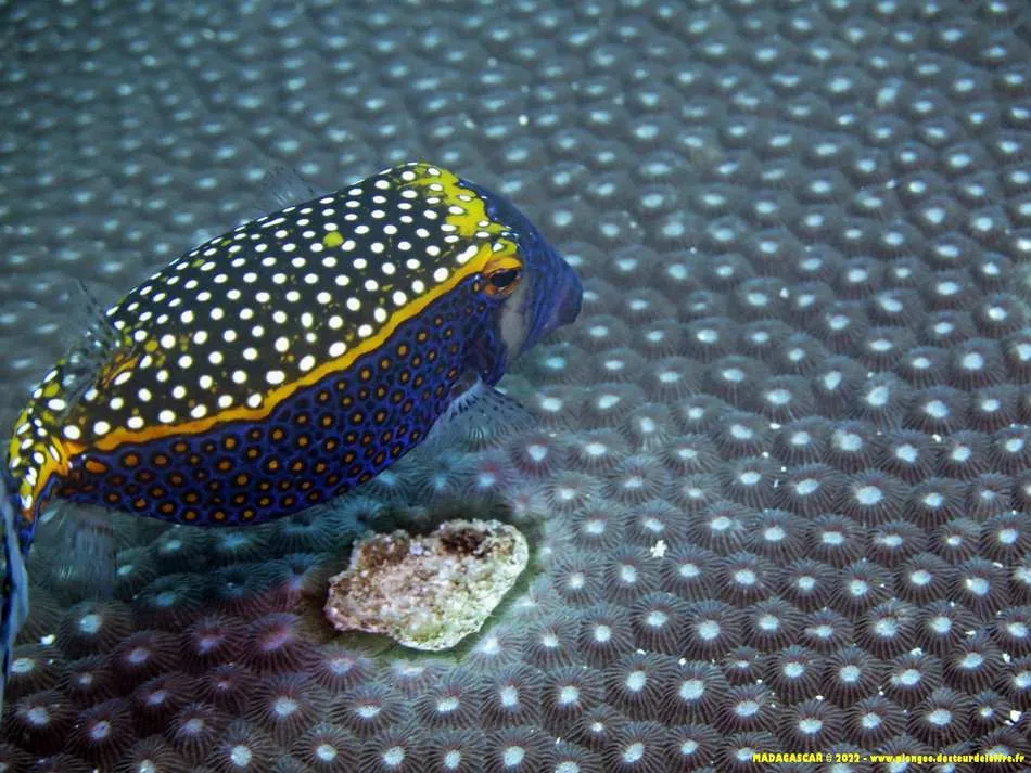 Photo diving Madagascar