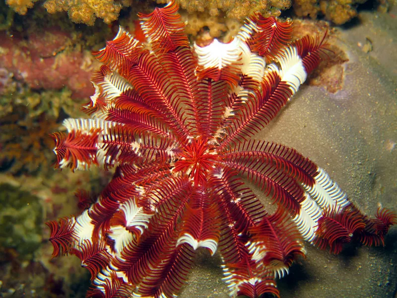 Red feather star