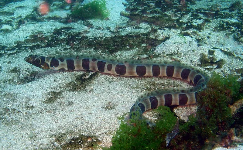 Anguille serpent Napoléon sur le sable