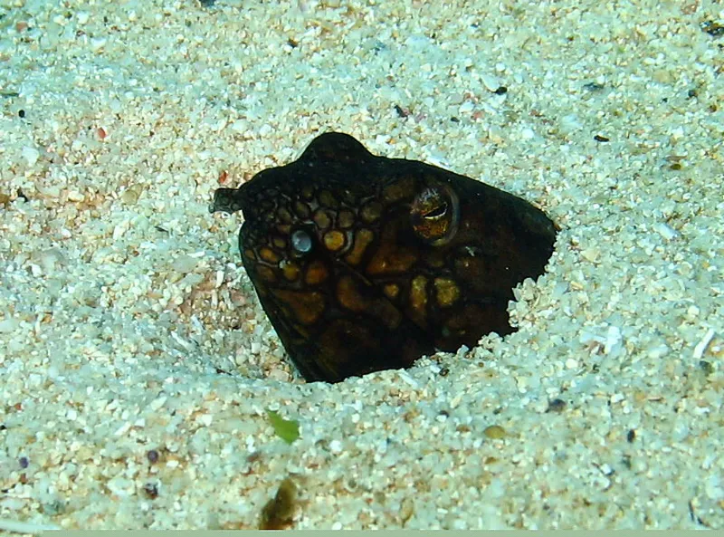 Tête d'anguille émergeantdu sable