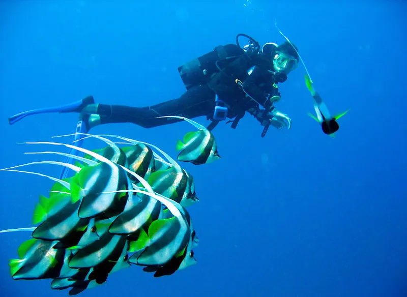 Poissons cochers et une plongeuse en suspension dans le bleu