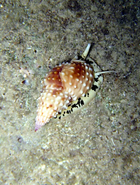  Sea snail strolling by night