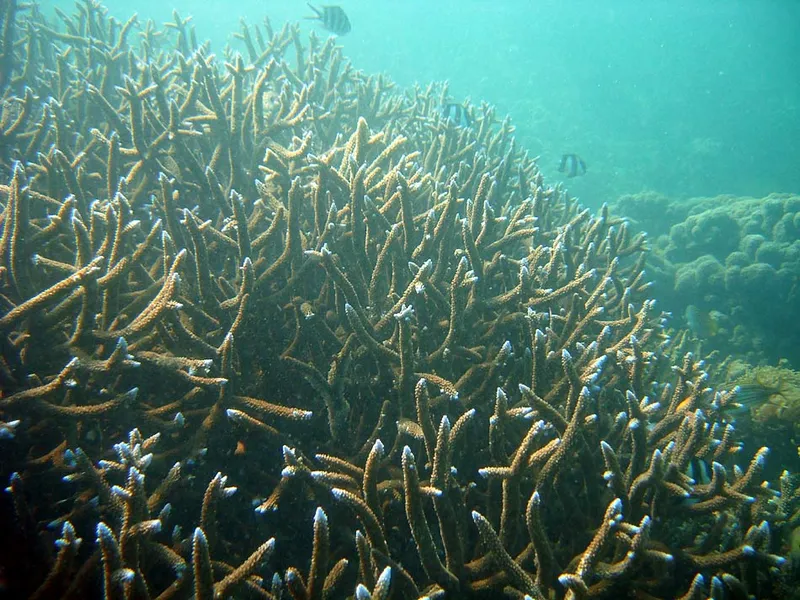 Blue budding coral