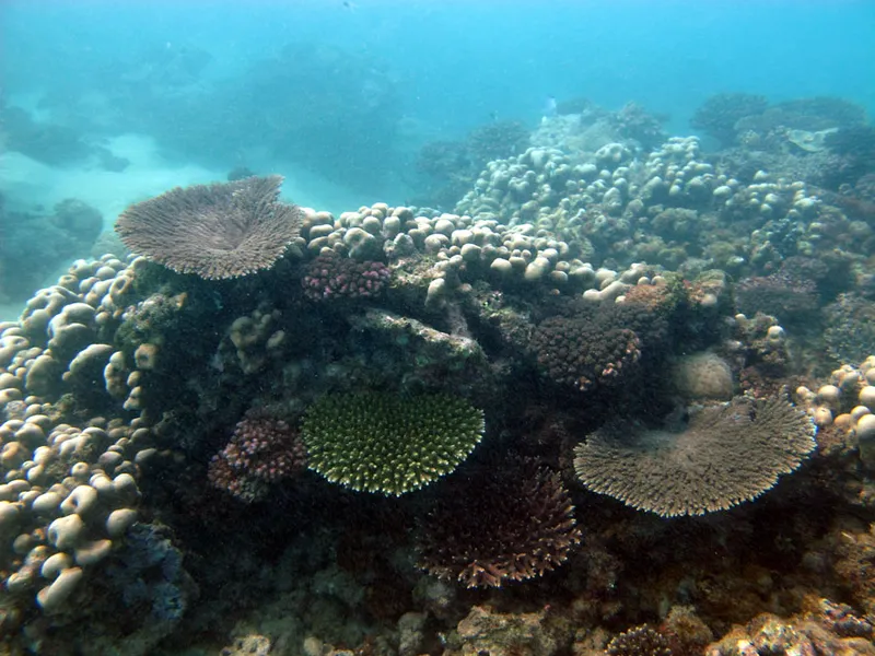 Massif du jardin de corail