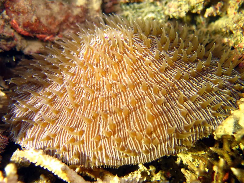  Fungia fungites polype