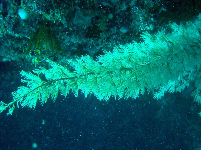 Corail noir, mais blanc