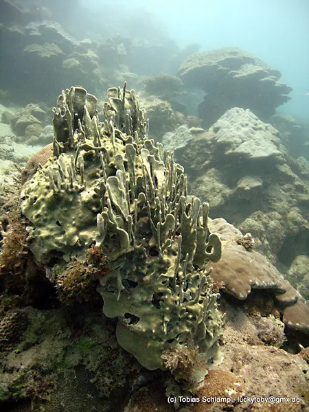 Coral garden landscape