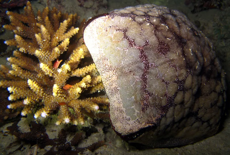 Cushion sea star 