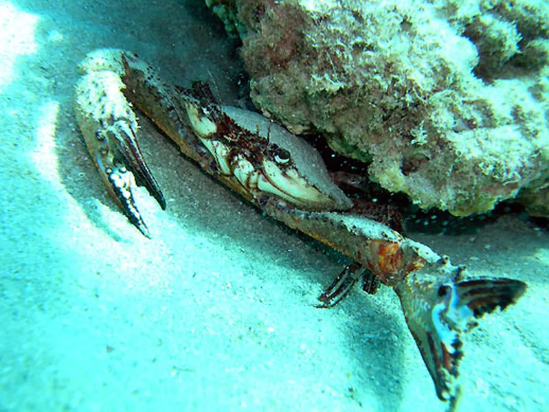 Photo diving Madagascar