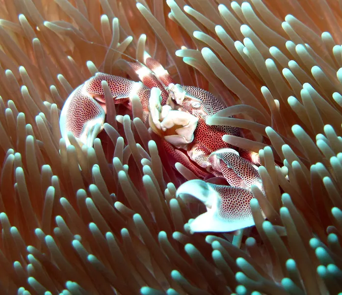 Porcelain crab and magnificent sea anemon