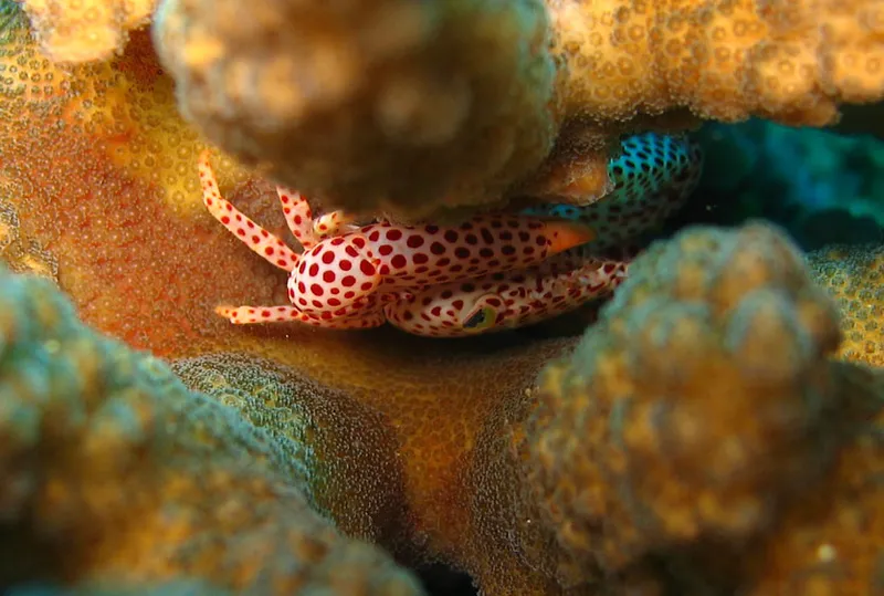 Crabe à pois rouges tapi dans son corail