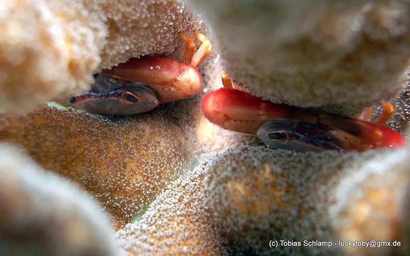 Two small red coral crabs