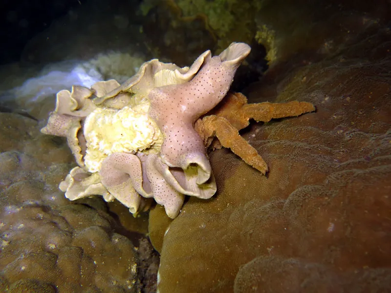 Crab under flower