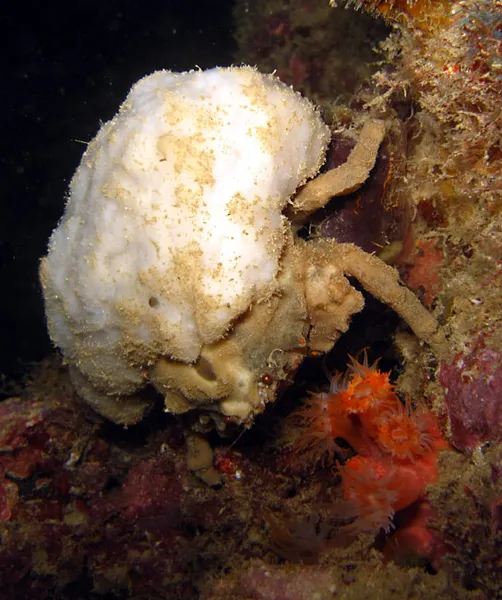 Mais quel crabe éponge exactement?