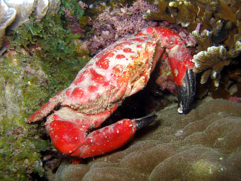 Splendid crab