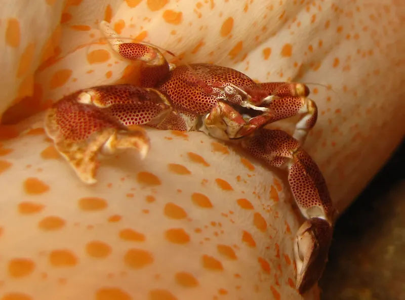 Crabe porcelaine sous le manteau d'une anémone de mer