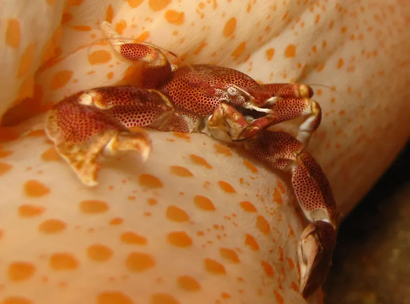 Porcelain crab under a sea anemon