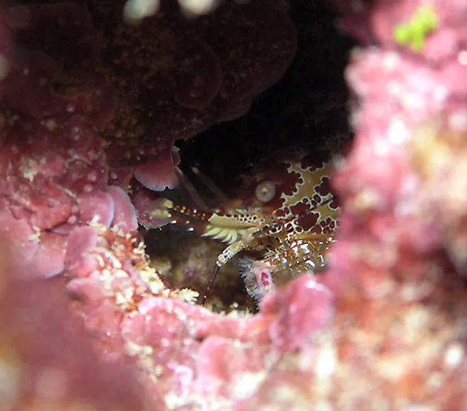 Photo diving Madagascar