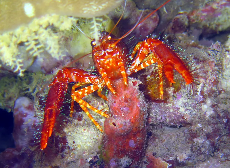 Shrimp with claws